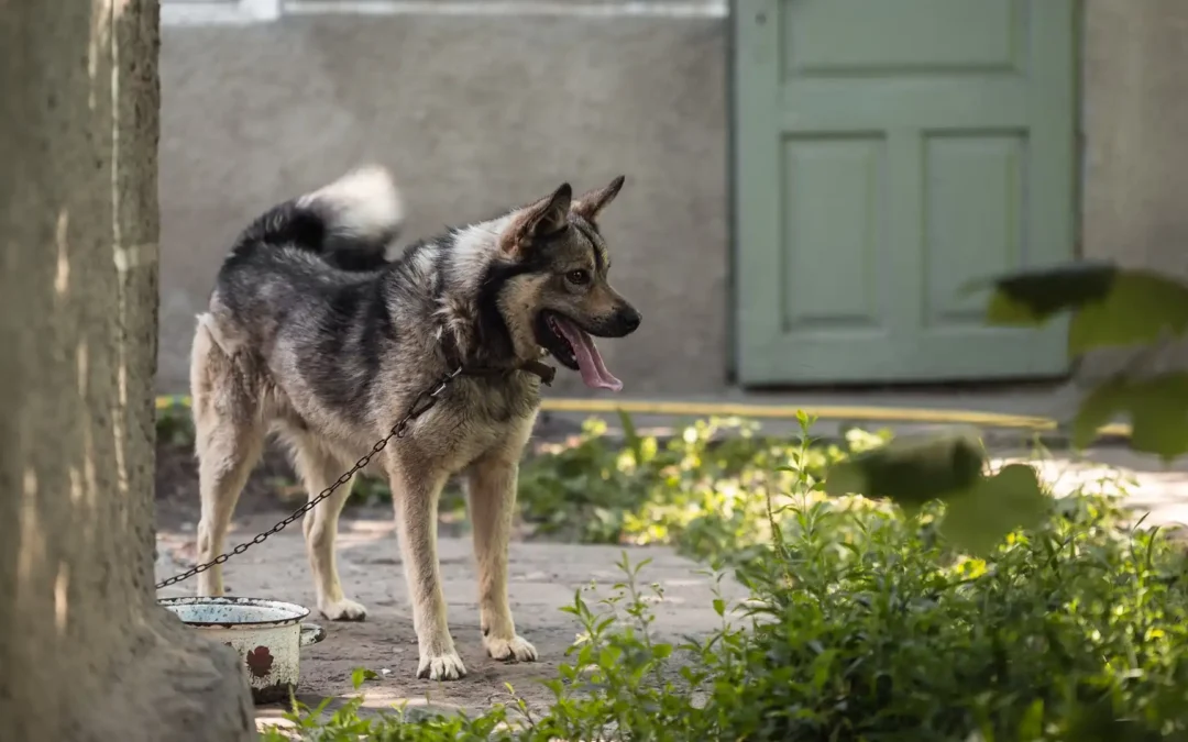 How Much Is A Dog Bite Lawsuit Worth in New York?