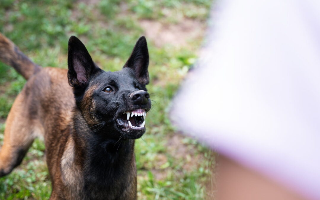 What does Flanders v. Goodfellow mean for dog bite victims in New York?