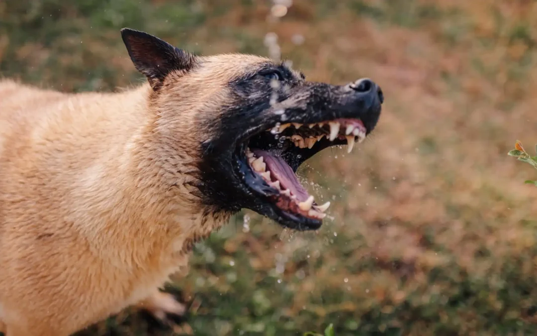 What Is the Westchester County Dangerous Dog Registry?