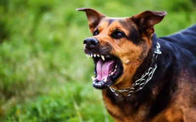 Does Homeowners Insurance Cover a Dog Bite?
